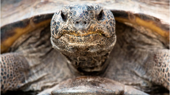 The close-up of the head of tortoise, with its shell and legs in the background.