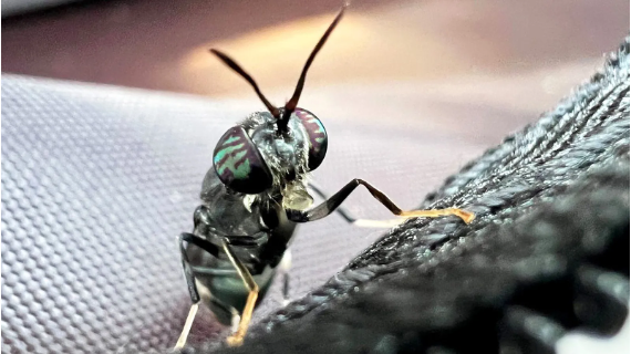 A black soldier fly farmed to produce sustainable fertiliser