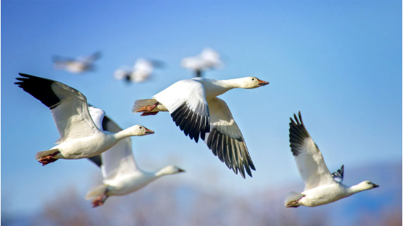 A flock of white geese soars through the blue sky